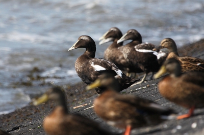 Langs de oevers van Ameland kom je regelmatig eiders tegen.
Hier een man in eclips-kleed in de zomer van 2012. Door de onscherpe mannen op de achtergrond en vrouwen op de voorgrond vind ik deze eider er mooi uit komen.