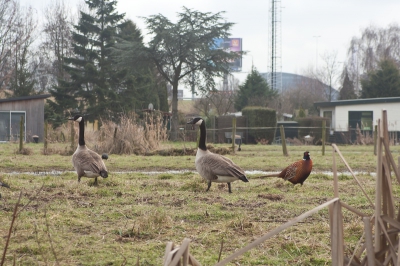 De 2 nieuwkomers op het kleine weiland achter mijn tuin.
Ik had alleen mijn 28-80 meegenomen en moest het er maar mee doen. Met mijn vaste gast de Fazant, die de sloot overvliegt en in de voortuin aan het eten gaat, vond ik dit wel grappig.