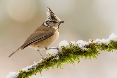 Jaren geleden toen ik net begon met fotograferen heb ik weleens wat op birdpix gezet, maar vervolgens ben ik er nooit meer mee verder gegaan. Wil nu een nieuwe stap zetten door geregeld wat op birdpix te zetten en door reacties te geven. 
Hier de kuifmees die zich geregeld laat zien bij onze priv boshut. Wat mij betreft n van de mooiere bosvogels. Het heeft 1 1/2 jaar geduurd voordat hij de plek gevonden had, maar nu zijn ze soms met vier tegelijk.