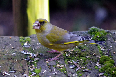 Een regelmatige gast op de voederplaats, en maakt graag ruzie met andere vogels. Dit is een man.