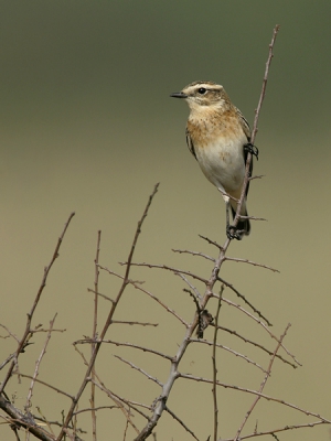 Traag rijden langs de talloze 'boerenwegels' levert altijd wat op. Mijn vader, eveneens natuurfotograaf en prima leermeester, zat achter het stuur en hij benaderde deze schuwe vogel perfect! Perfect teamwerk!

Canon 10D + EF 500/4L IS + 1,4 TC, 1/1250sec @f7.1, 
-2/3 stop, ISO 200, 50% crop