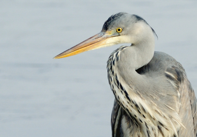 de reiger kwam mooi dichtbij, dus zat er een sierlijk portret in..