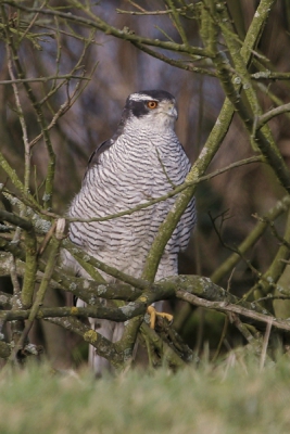 Hier de havik man die ik een week voor de sperwer fotografeerde naast de vogelkijkhut. Verscholen tussen de bosjes zat hij daar op de uitkijk. Slechts enkele foto's kunnen maken voordat hij weg vloog.