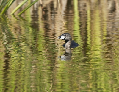 Voor mij was dit een heel bijzondere vogel. Vooral zijn manier van duiken is heel apart .