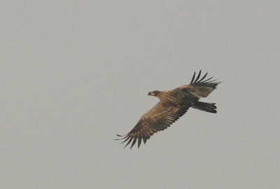 Ik kwam aanfietsen richting de Kroonspolders toen ik een grote roofvogel boven de dijk zag hangen, ik dacht "het zal toch niet....." en jawel hij was het. De vogel vloog vrij snel richting Kroonspolders, maar ging toen even langs de weg zitten, waardoor ik wat dichterbij kon komen, maar hij duldde mij niet echt dichtbij. Toch een paar redelijke plaatjes kunnen maken. Het is een enorme crop: bijna op 100%

EOS 20D, 300 mm F4.0 en 1,4 TC, 1/1000 sec op F5.6, 200 ISO +2/3 stop uit de hand.