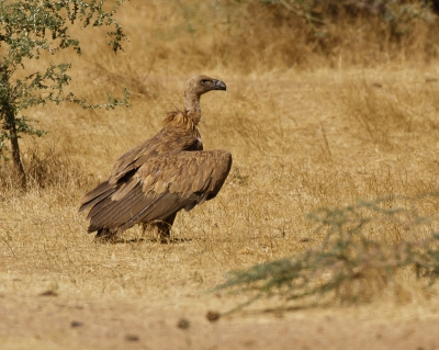 Deze gier zat tussen kapgieren bij een kadaver,kon deze toch nog fotograferen ondanks alle oponthoud en tijd gebrek.