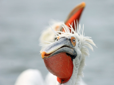 I spent the last several days photographyng the Dalmatian Pelicans at lake Kerkini in Greece. The place is fantastic. Highly recommended. more images will be posted on my blog   danbirder.blogspot.com