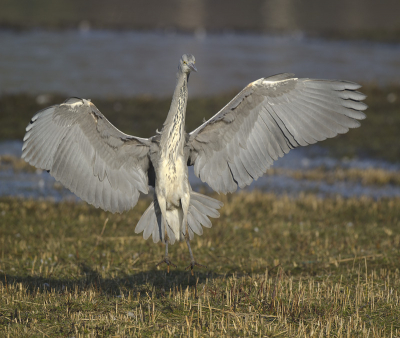 Het is nog steeds feest met de roerdompen in losser, als je daar in de hut zit gaat al gauw onbewust alle aandacht uit naar de roerdomp. ik zag plots deze reiger op de hut af komen vliegen en kon een serie opnames maken in vlucht en van de landing.