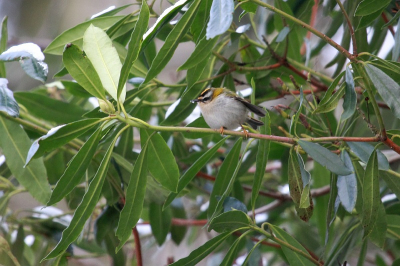 Deze kleurige piepkleine vogeltjes zitten zelden langer dan 1 seconde stil, een extra uitdaging voor de fotograaf.