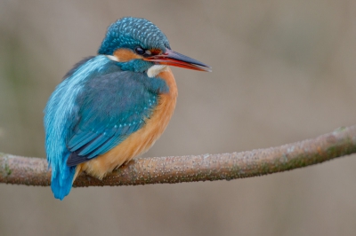 Gewoon omdat het een van Nederlands mooiste vogels is.
andere foto's staan zien ? www. hennevangernatuur.nl