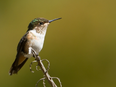 Boven op de top van de vulkaan groeide op een helling veel planten en bloemen. Er foerageerden verschillende kolibri's, waaronder deze Vulkaankolibri (een endemische soort), die ook nog wel even voor me wilden poseren.