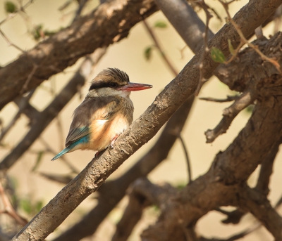 Gestreepte ijsvogels houden van droog en open gebied met wat struiken  en bomen. Meestal zitten ze in de schaduw in een struik, belichten is dan wat moeilijk maar gelukt.