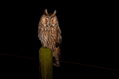 Ransuil in de nacht op paaltje.. Ging eigenlijk op pad voor sterrenfoto's maar de maan verpeste dat toch een beetje. Toch nog even mijn favoriete weggetje in gereden, toen kwam ik deze mooie uil tegen. In het licht van de koplampen bleef de uil rustig zitten, om zich heen kijkend naar prooien. Helaas werd er niet gejaagd, wel gekeken. Die uil met prooi bleef dan ook uit. Was een prachtige belevenis, wel een met hindernissen. Motor uit, koplampen aan, accu was al niet zo goed. Dan de camera. Een 5D met 100-400. De 500 had ik thuisgelaten. Uiteindelijk bleek ISO800 met spotmeting het beste te werken met deze foto als resultaat.