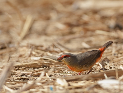 Scharrelde wat over de grond, bij een vissers nederzetting, in vrij open terrein. In de Afrikaanse vogelgids van Clive Barlow stond de Engelse naam Zebra Wexbill, maar wel de zelfde Latijnse naam als van B.p.