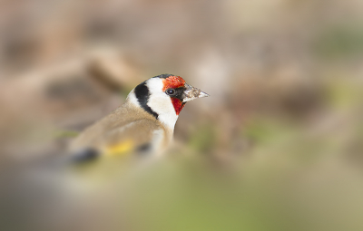 Vandaag het geluk gehad om een foeragerend groepje putters te kunnen fotograferen. De Putters zaten tussen het gras verscholen, maar af en toe staken ze hun kop omhoog om eventjes te kijken of de kust nog veilig was... Tijgerend op m'n buik kon ik aardig dichtbij komen en dit Puttertje op ooghoogte vastleggen!