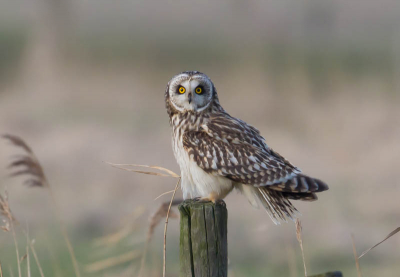 van op statief getrokken prachtig weer voor de velduil te kunnen vastleggen op foto