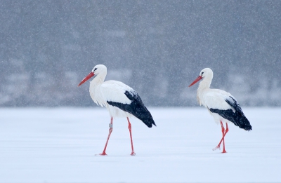 Nu er waarschijnlijk a.s. zondag weer sneeuw aan zit te komen, durf ik deze plaat nog wel te delen met jullie. 2 Ooievaars op het ijs in hevige sneeuwbui. Het verhaal achter deze foto is o.a. te lezen in mijn laatste blog http://rvdaalen.blogspot.com/


Gr,

Remco