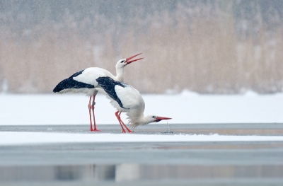 Drinkende Ooievaars...ik het het nog nooit eerder gezien, maar wat een prachtig moment. Meer foto's van dit moment zijn te zien op mijn site http://www.rvdaalenfotografie.nl