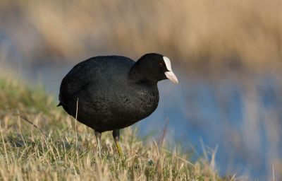 zeer dicht bij , laag bij de grond . 
de vogel was zeer rustig en niet schuw.