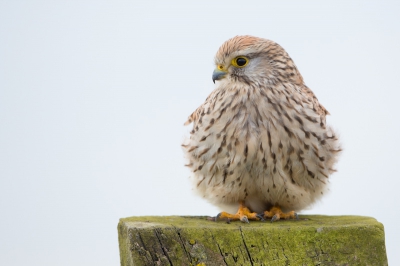 In de ijskoude, sterke wind zat deze torenvalk op een paaltje langs de weg. Ik vind het zo mooi dat zijn veren opwaaien....