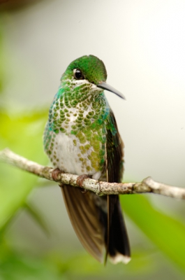 Photographed in the Monteverde National Park. There where a lot of these flying around and every 10 minutes they stopped for a short rest. A perfect opportunity to shoot a photograph.