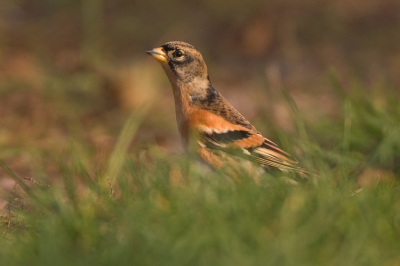 veel Kepen op Terschelling afgelopen weekend, enkele groepjes samen met Vinken lieten zich met wat geduld fotograferen langs en op 't gorzenpad.