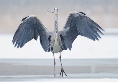 Jammer dat ik deze foto eind januari gemaakt heb i.p.v. begin februari. Ik had deze foto graag ingestuurd voor de maandopdracht van deze maand. Graag laat ik deze Blauwe Reiger in de sneeuw hier alsnog zien.

Meer opnames zijn te zien op mijn site.


Gr,

Remco