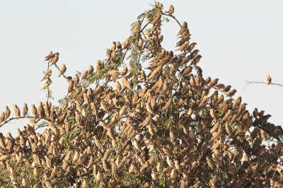 De bomen nabij Rosso zaten vol met deze weversoort, ik heb ze in een natuurfilm voor het eerst gezien. nu zag ik ze echt bij duizenden tegelijk. Het aantal van deze wever wordt geschat op ander half miljard.