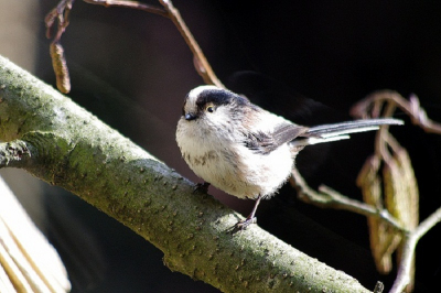De staartmees is een bewegelijk vogeltje , maar het zonnetje heeft mee geholpen, om even van een zonnestraaltje te genieten.