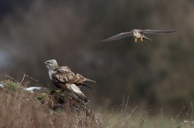 The moment before impact...  The Kestrel didn't like the Rough-legged Buzzard sitting in it's territory, so it attacked it repeatedly.
