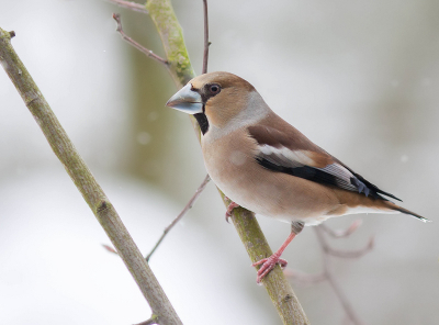 Zoals altijd heb ik de camera bij me, als ik op de koffie ga bij mijn ouders. Je weet maar nooit. Tot mijn grote verassing komt er plotseling een Appelvink in de tuin zitten.

(De "vlekjes" zijn sneeuwvlokjes en gn sensorvlekken)