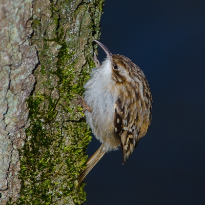 Deze boomkruiper was met een andere foto in het TA beland door verkeerde contrasten. Hoop dat deze uit de serie beter uitpakt.... Iets zorgvuldiger bewerkt dan de vorige.