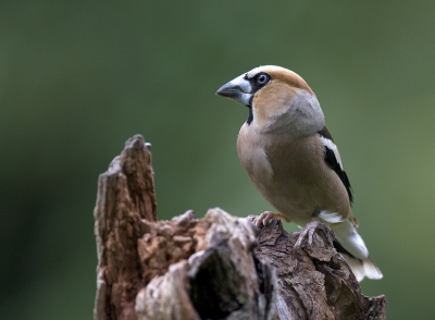 Eentje uit de 'oude doos'.
Foto genomen vanuit schuilhut, in de vroege morgen, wanneer de Appelvinken blijkbaar het liefst de boomgaard aandeden.