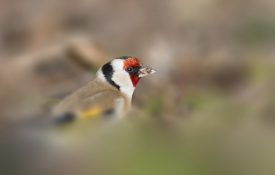 Vandaag het geluk gehad om een foeragerend groepje Putters te kunnen fotograferen. De Putters zaten tussen het gras verscholen, maar af en toe staken ze hun kop omhoog om eventjes te kijken of de kust nog veilig was... Tijgerend op m'n buik kon ik aardig dichtbij komen en dit Puttertje op ooghoogte vastleggen!