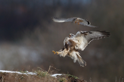 At the moment of impact the Buzzard threw itself into the air. The Kestrels repeated attacks drew lots of feathers from the Buzzard.