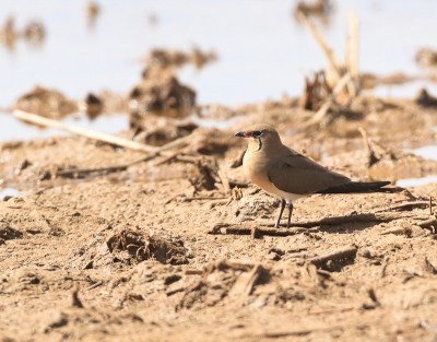 Onderweg naar de grens van  Senegal was langs de weg een nat gebied waar veel vogels waren, allerlei soorten.
Er waren ook veel Br.en Gr.Kiekendieven, zo een tiental Vorkstaart Plevieren. Jammer dat we geen tijd meer hadden door omstandigheden.