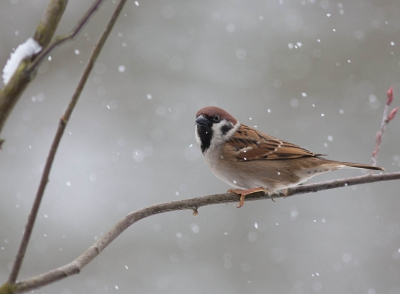 Gisteren heerlijk kunnen genieten van tuinvogels in de sneeuw. Vind het wel een leuk sfeertje hebben.
