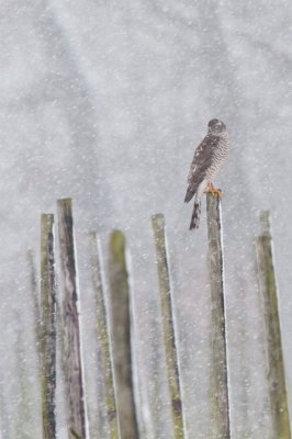 Zeker niet de allerscherpste foto, maar nadat deze sperwer dame een grote groep kramsvogels had weggejaagd, en ik er wat plaatjes van had gemaakt vond, en vind, ik het wel wat hebben. Sperwer in een sneeuwbui.