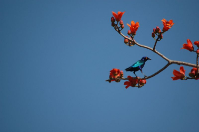 Deze Starling kwamen we onderweg tegen. Vanuit de jeep deze foto gemaakt. Zou iemand de naam van deze boom weten, had alleen maar rode bloemen?