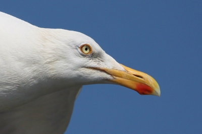 Na een midweekje Ameland op de terugreis op de boot dit portret van een mee vliegende zilvermeeuw kunnen maken.