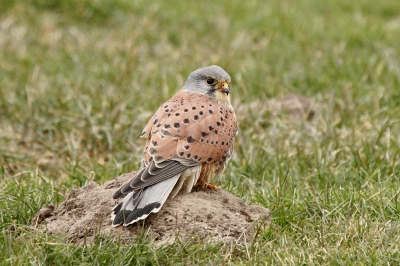 Zat bovenop lantaarnpaal en ging na een duik in het gras lekker een muis oppeuzelen op een molshoop. Liet me redelijk dichtbij komen.