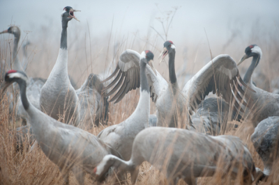 Een dag in de hut aan Lac du Der. Het was een mistige dag en veel vegetatie voor de hut, maar wel een fijn moment om zo dicht bij een bende kraanvogels te zitten. Meer op wimdirckx.photoshelter.com