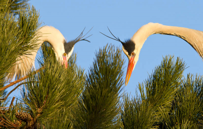 Dit was een baltsritueel wat zich iedere +-15 minuten herhaalde. De vogel die op het nest zat (links) begaf zich met langzame bewegingen naar de reiger toe die op de buitenste takken zat. Met gebogen nek begroeten ze elkaar waarna de kuifveren werden opgezet. Een bijzonder ritueel om te zien.