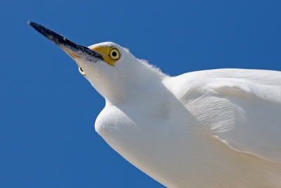 Op de pier van Naples wordt heel wat gevist. Een kleine zilverreiger leek volledig gespecialiseerd in het bemachtigen van de restjes van de vangst. Vanuit het dak van zijn uitkijkpost hield hij de vissers en hun vangst in de gaten. Die vreemde snuiter daarbeneden met die camera was een vreemde eend in de bijt: goed in de gaten houden......
