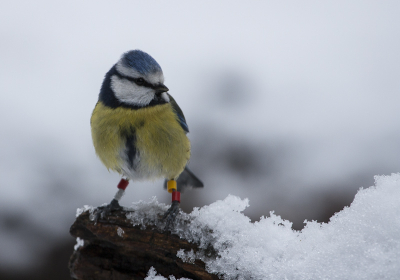 pimpelmees in de sneeuw op het Park! Het was een koude dag maar deze wilde zich nog wel even laten zien