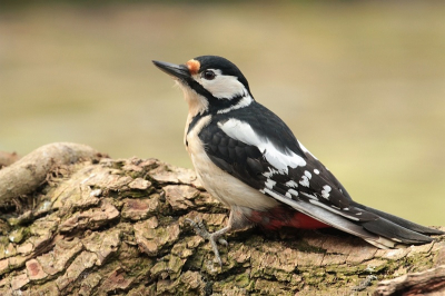 Vandaag eindelijk weer eens een g.b.s.in mijn tuin,jammer genoeg slecht licht,
Dus hoge iso moeten gebruiken.