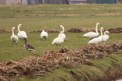 Achter in de weilanden zat een groep zwanen, bij nader inzien bleken er 3 verschillende soorten zwanen te zitten. Ook de knobbel en de wilde zwaan. Zo vaak krijg je niet de kans om alle 3 soorten op n foto te zetten.