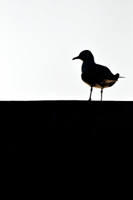 Op de bootschuur zat een eenzame onvolwassen kokmeeuw. Een waterig zonnetje werd weerkaatst door het water waardoor de onderzijde van de vogel mooi verlicht werd. De fifty fifty verdeling van donker en licht waar de vogel als het ware uitvoorkomt en tegen afsteekt is bewust gekozen. Ik plaats deze foto vanwege het licht en het grafische karakter