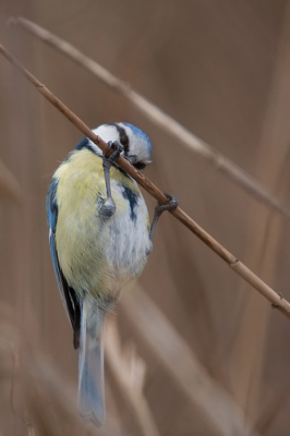 vanmorgen vier uur in de kou staan wachten op de Baardmannetjes, ze kwamen maar n keer dicht genoeg bij maar kon geen goede foto maken.
tijdens het wachten had ik wel het gezelschap van een groepje Pimpelmezen die druk waren met het eten van de kernen uit de rietstengels