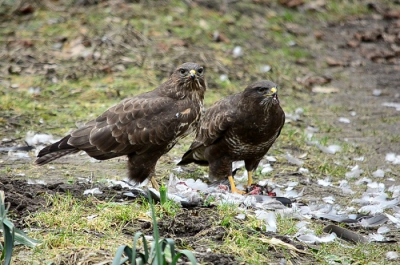 Buizerdpaar kwam na uren in de boom gezeten te hebben eindelijk naar beneden op de uitgelegde prooi.
Na veel geduld is het toch gelukt!